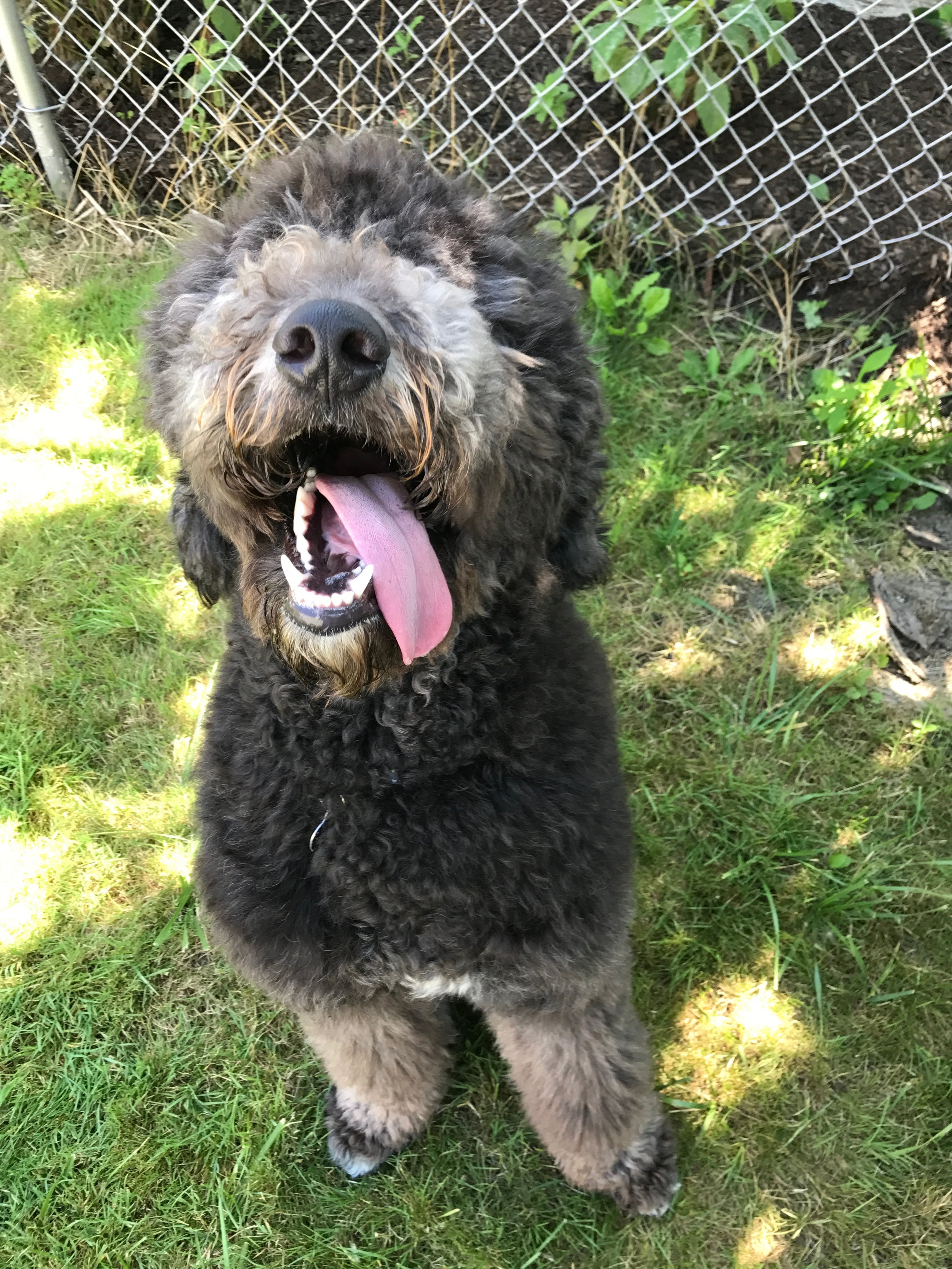 Dog Sitting