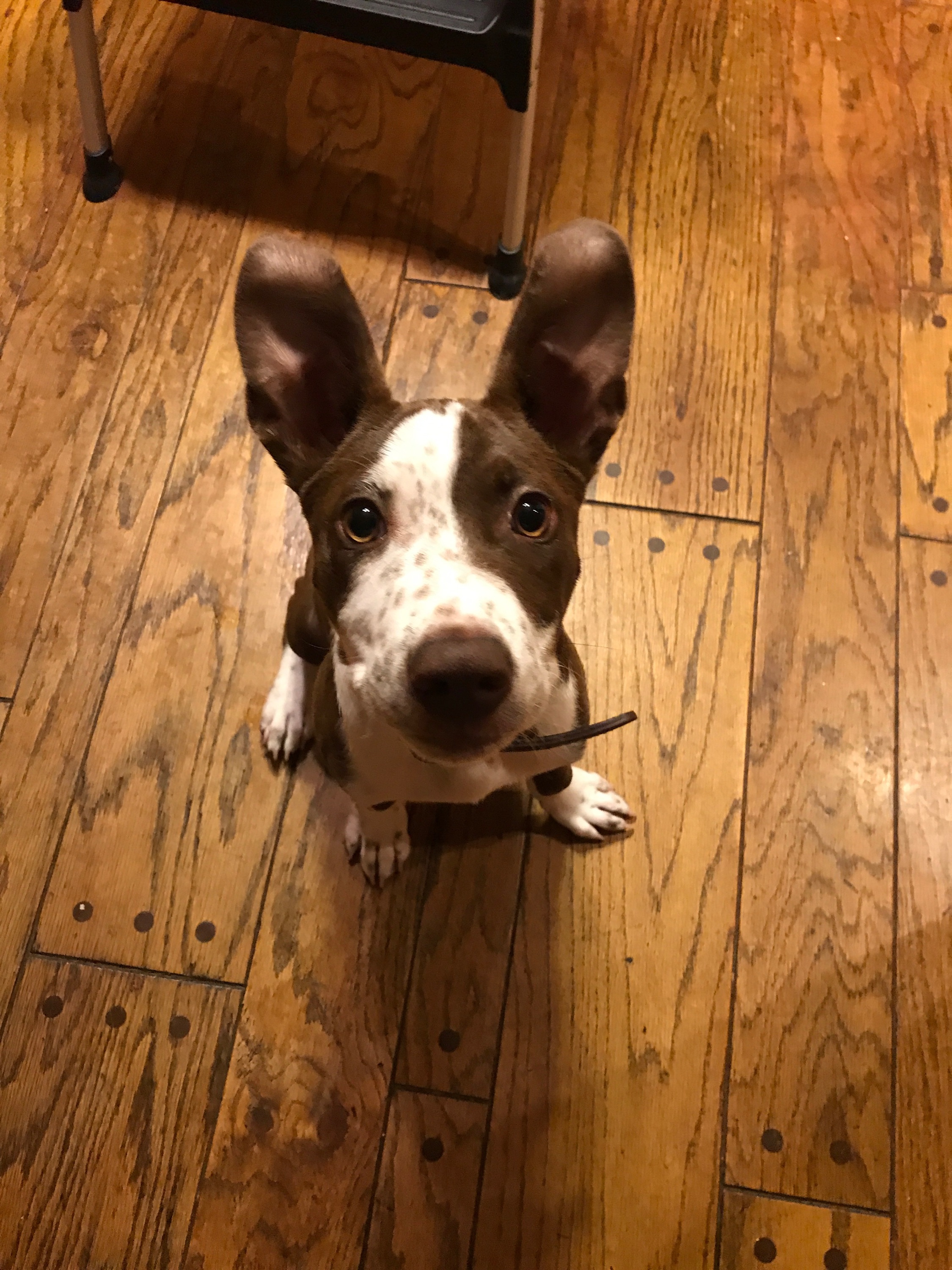 Pet Sitting
