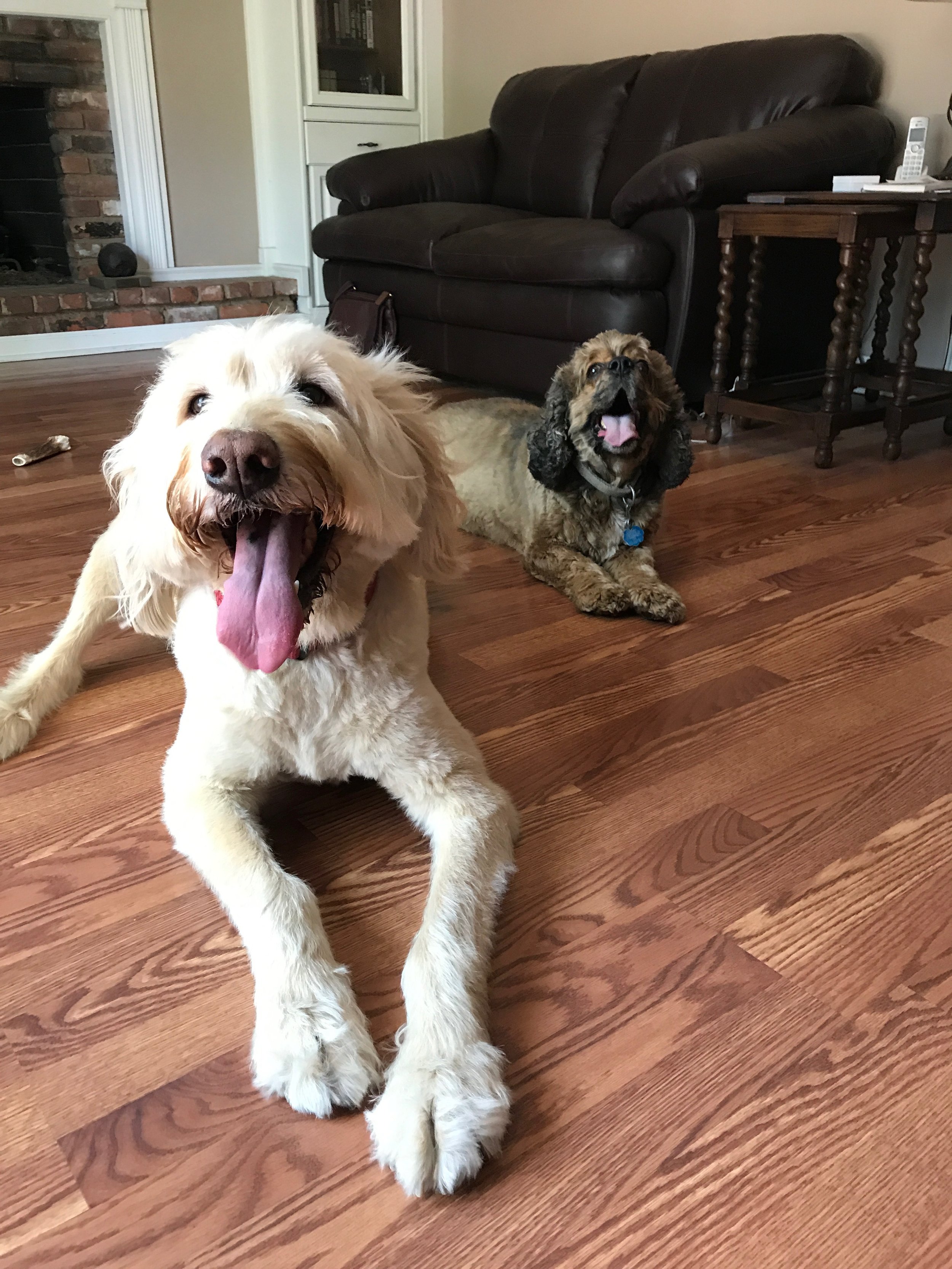 Dog Walker