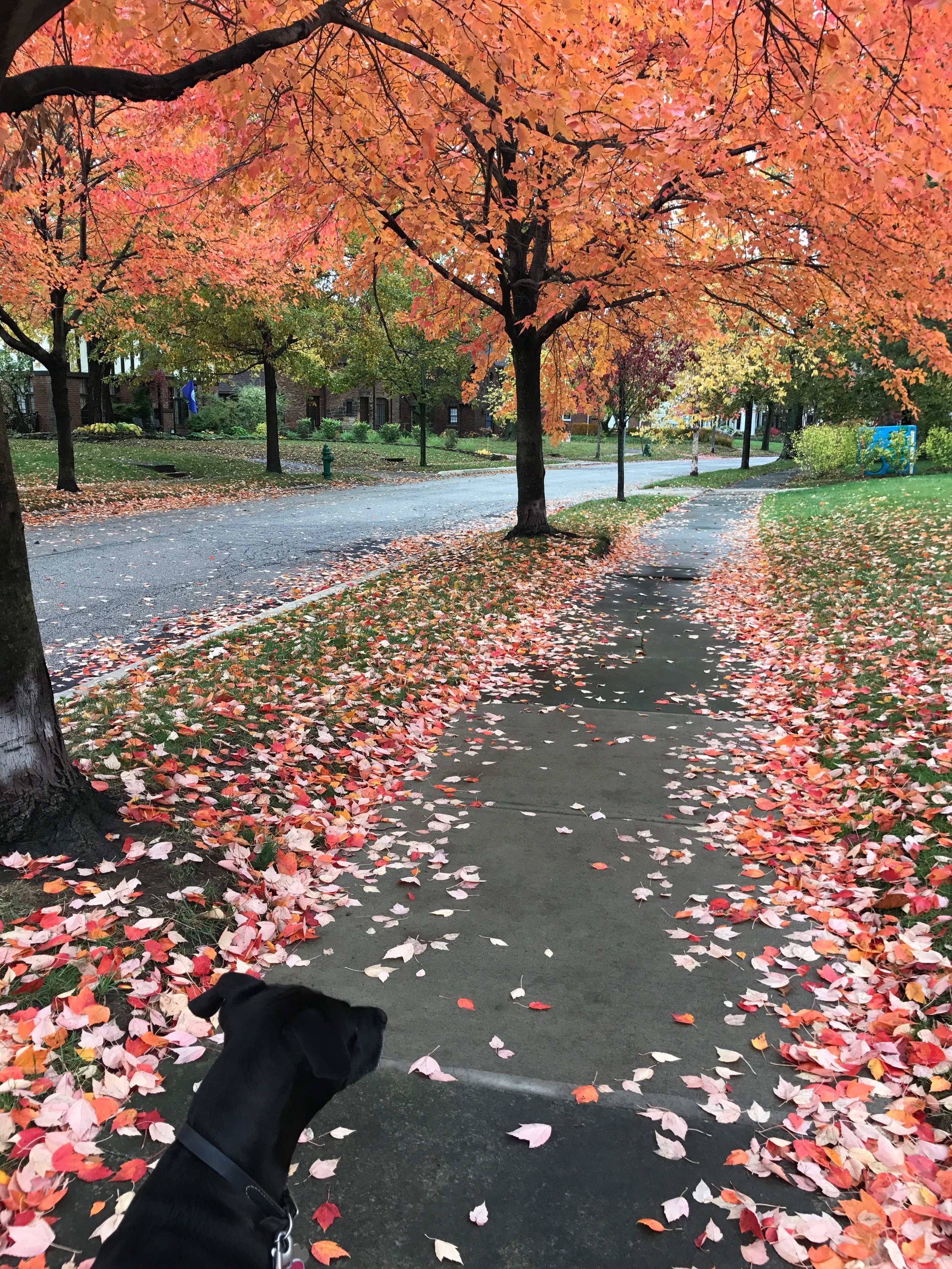 Dog Walking