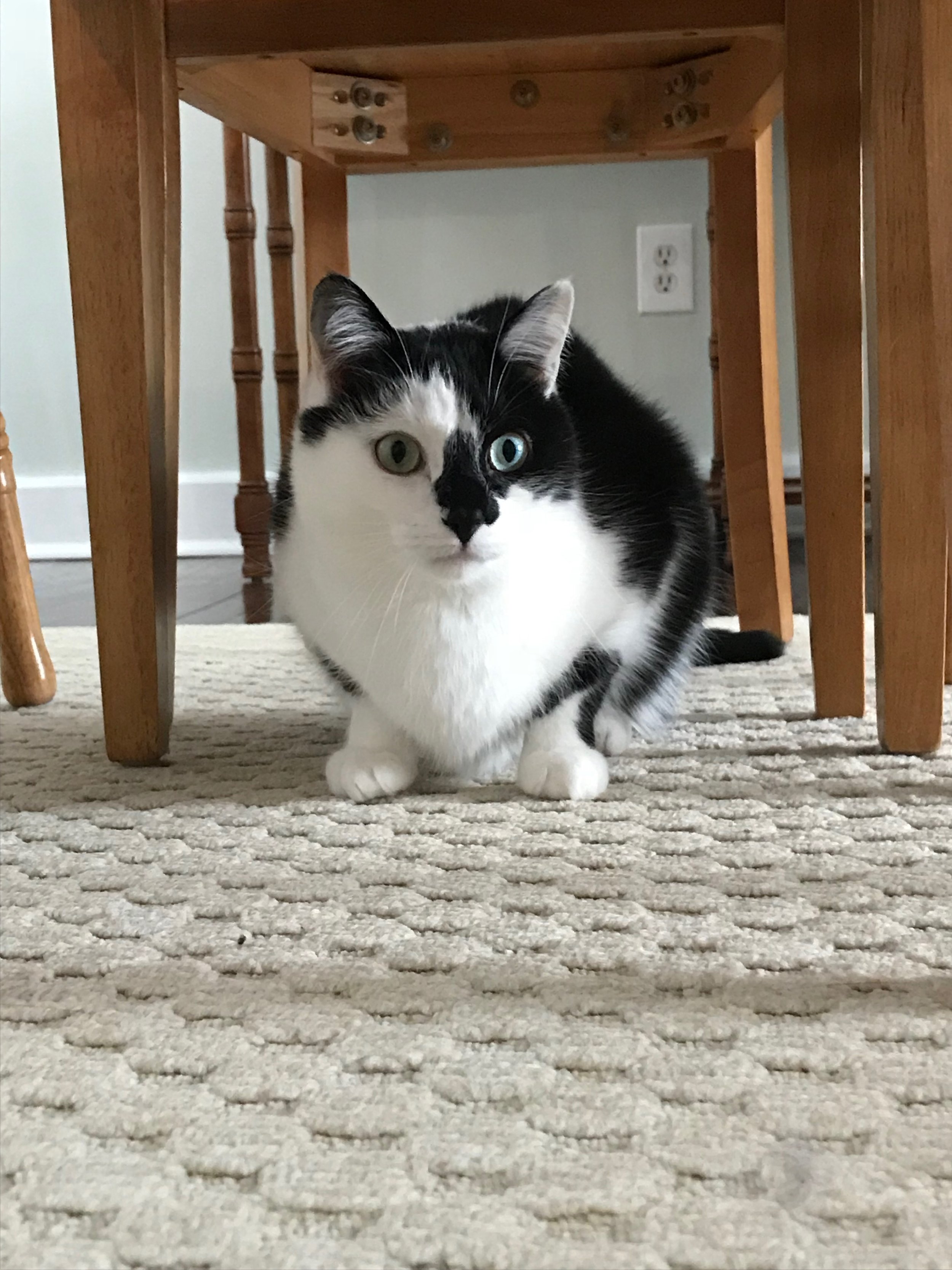 Pet Sitting
