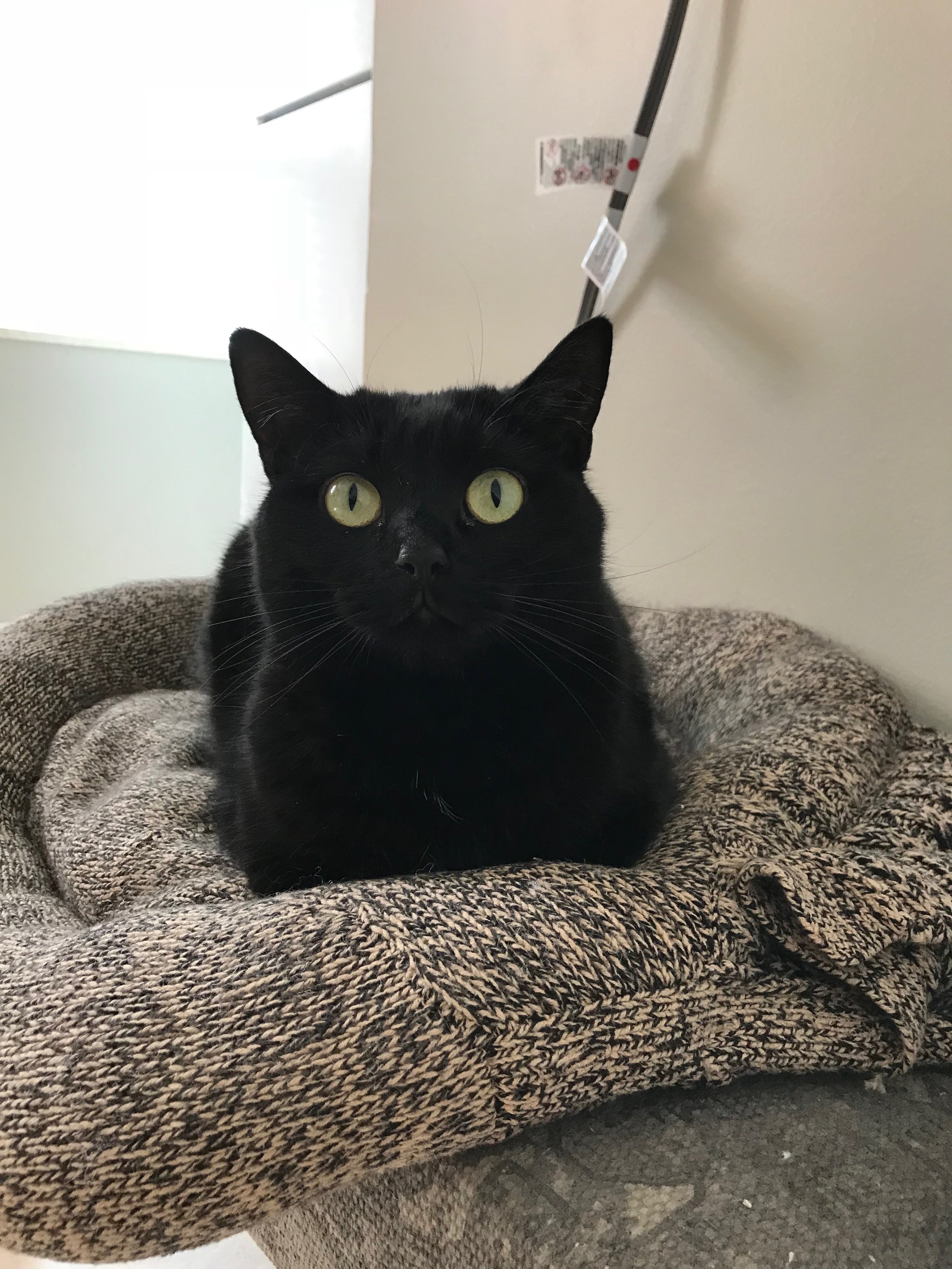 Cat Sitting