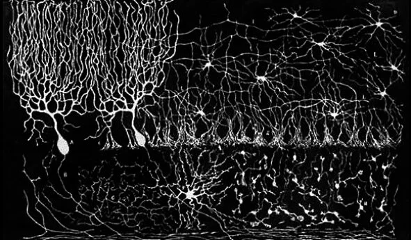 Cajal_DRAWING_2_black.jpg