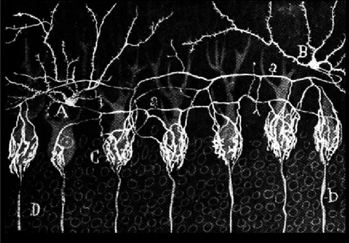 Cajal_DRAWING_3_black.jpg