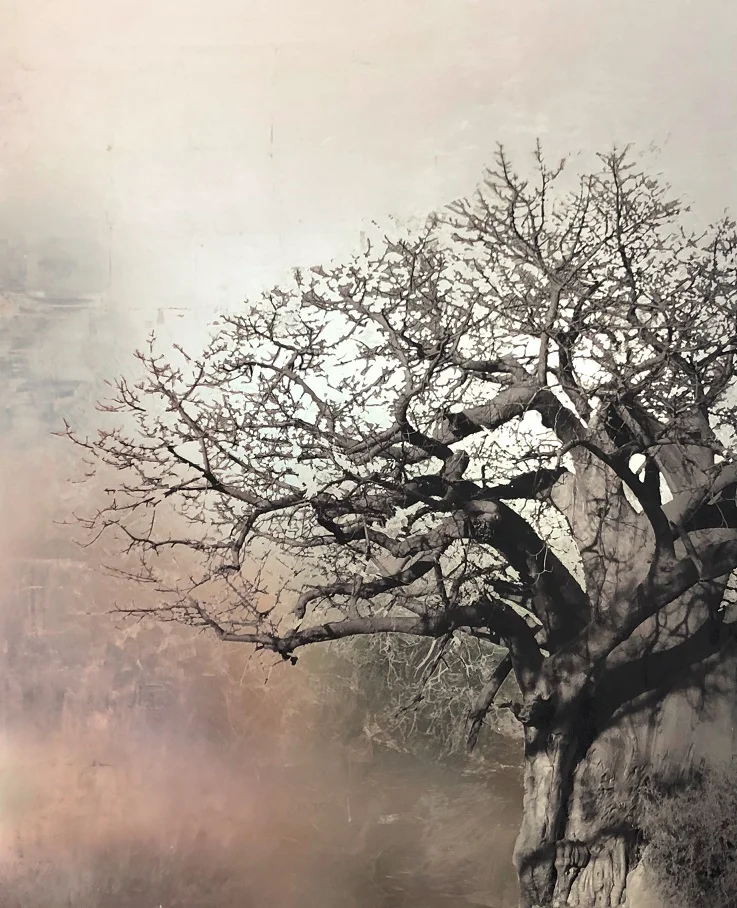 Baobab
