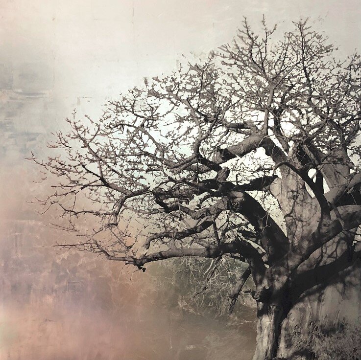 Carolina-Piteira-Baobab.jpg