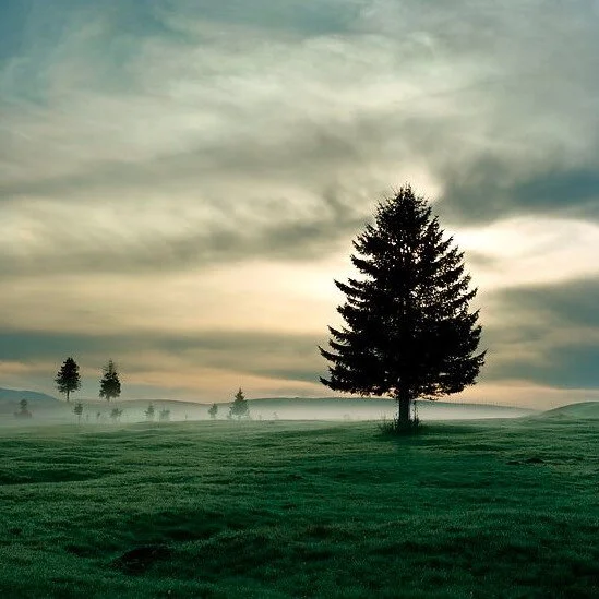Tim-Hall-Tree-In-The-Mist.jpg