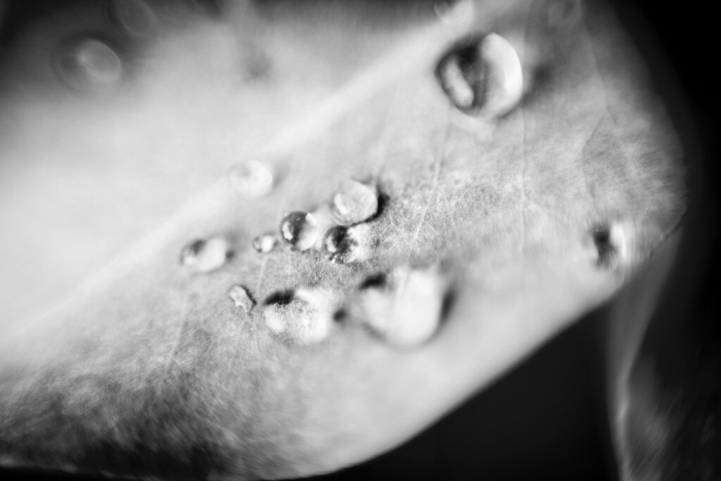 Dew #7
