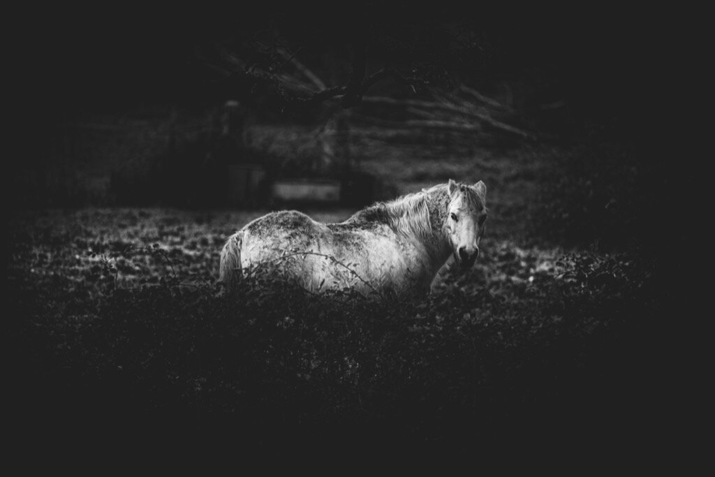 Horse #1