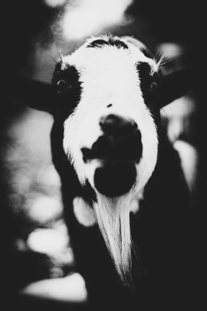 Goat #1