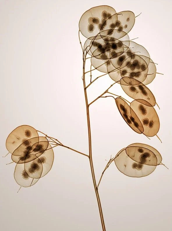 Genus Lunaria, by Hugh Turvey