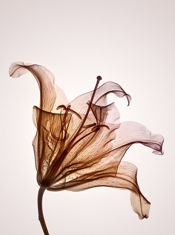 Genus Hermerocallis, by Hugh Turvey