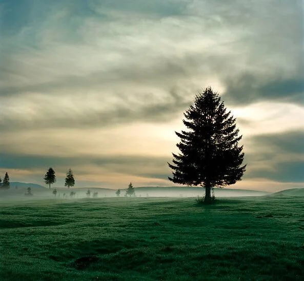 Tim-Hall-Tree-In-The-Mist.jpg