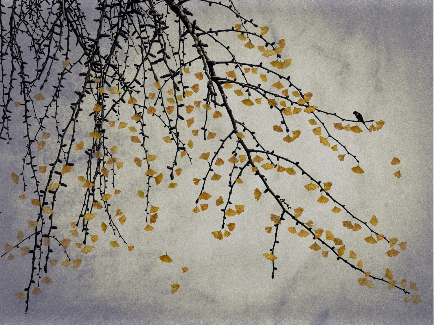 shamani-surendran-ad-lib-gallery-art-exhibition-natures-first-gold-is-green-2.jpg