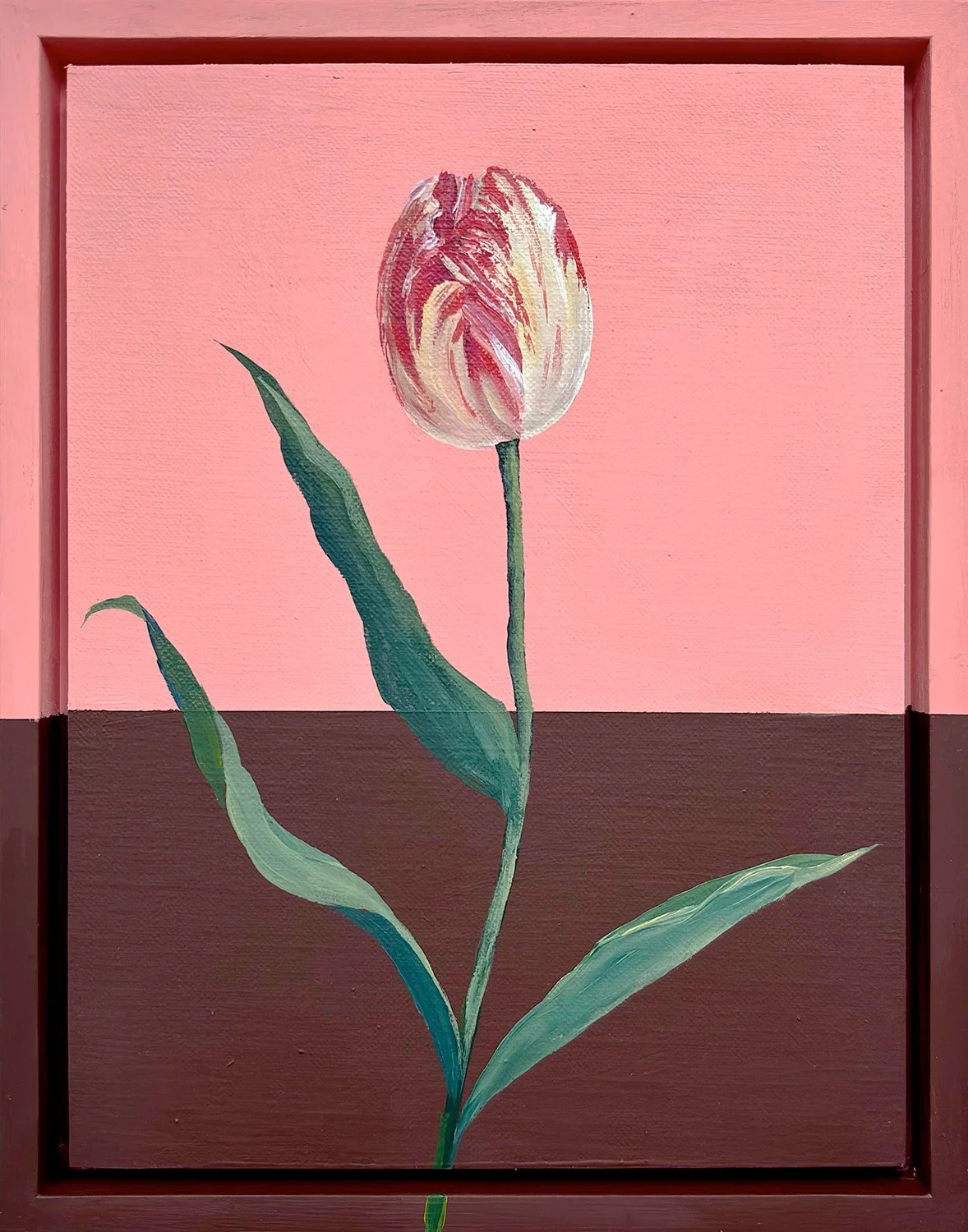 Strawberry Ripple Tulip