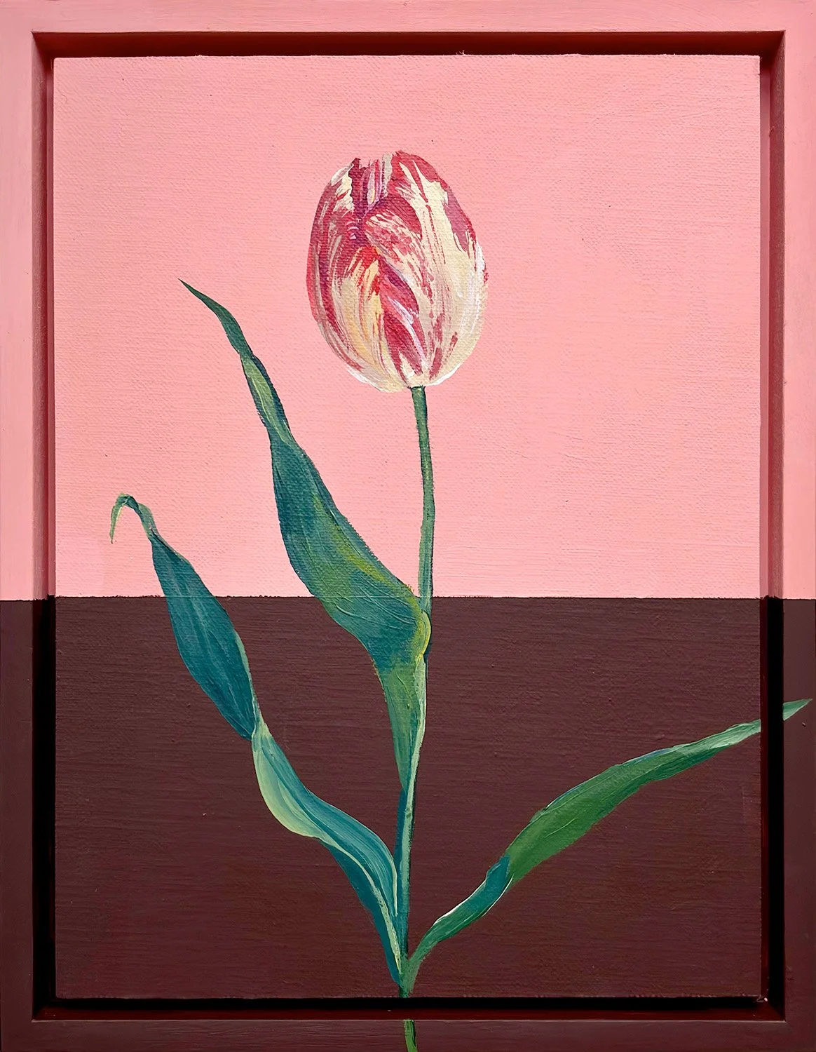 Raspberries & Cream Tulip