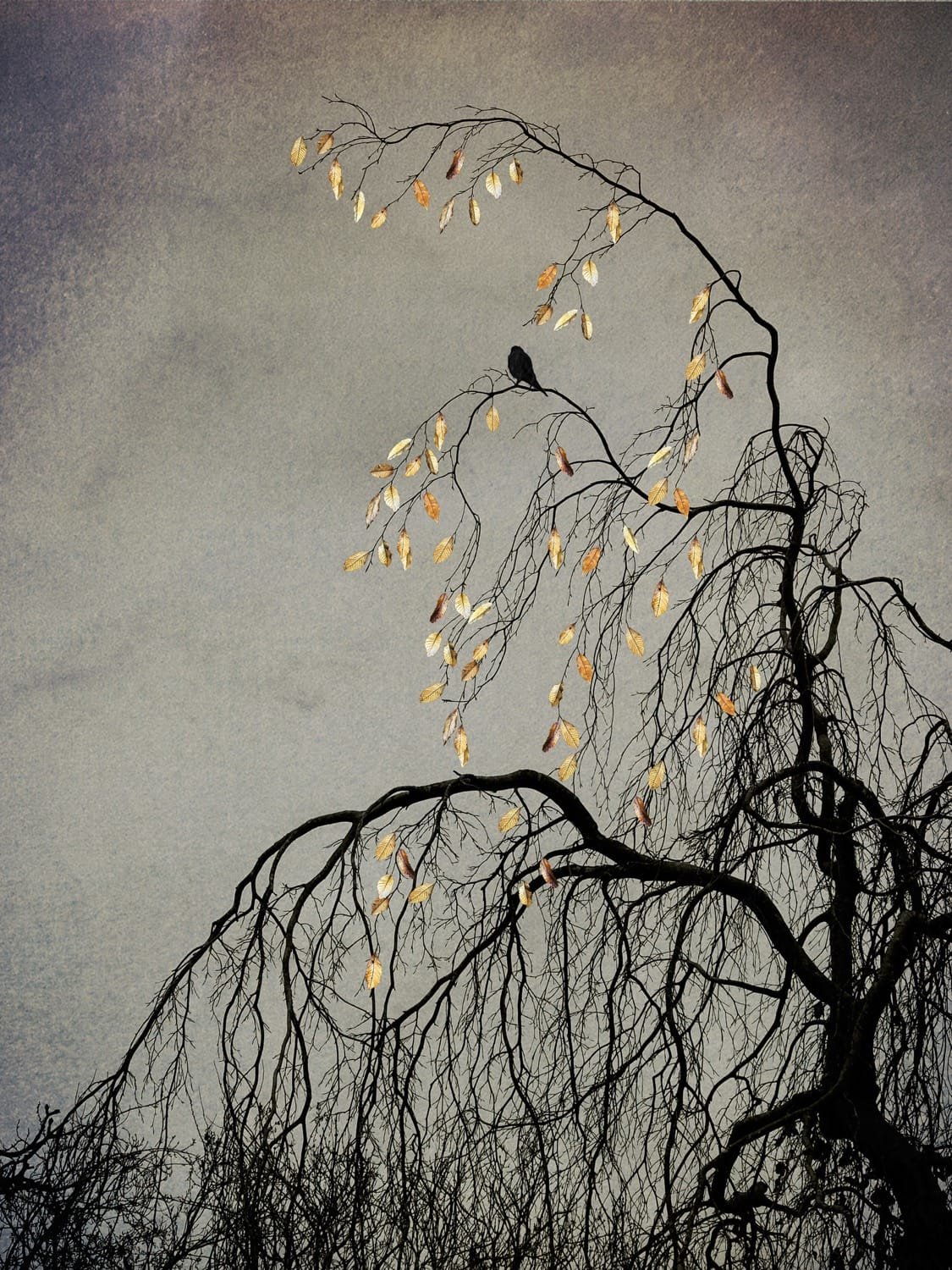 The Last Bird Song #1