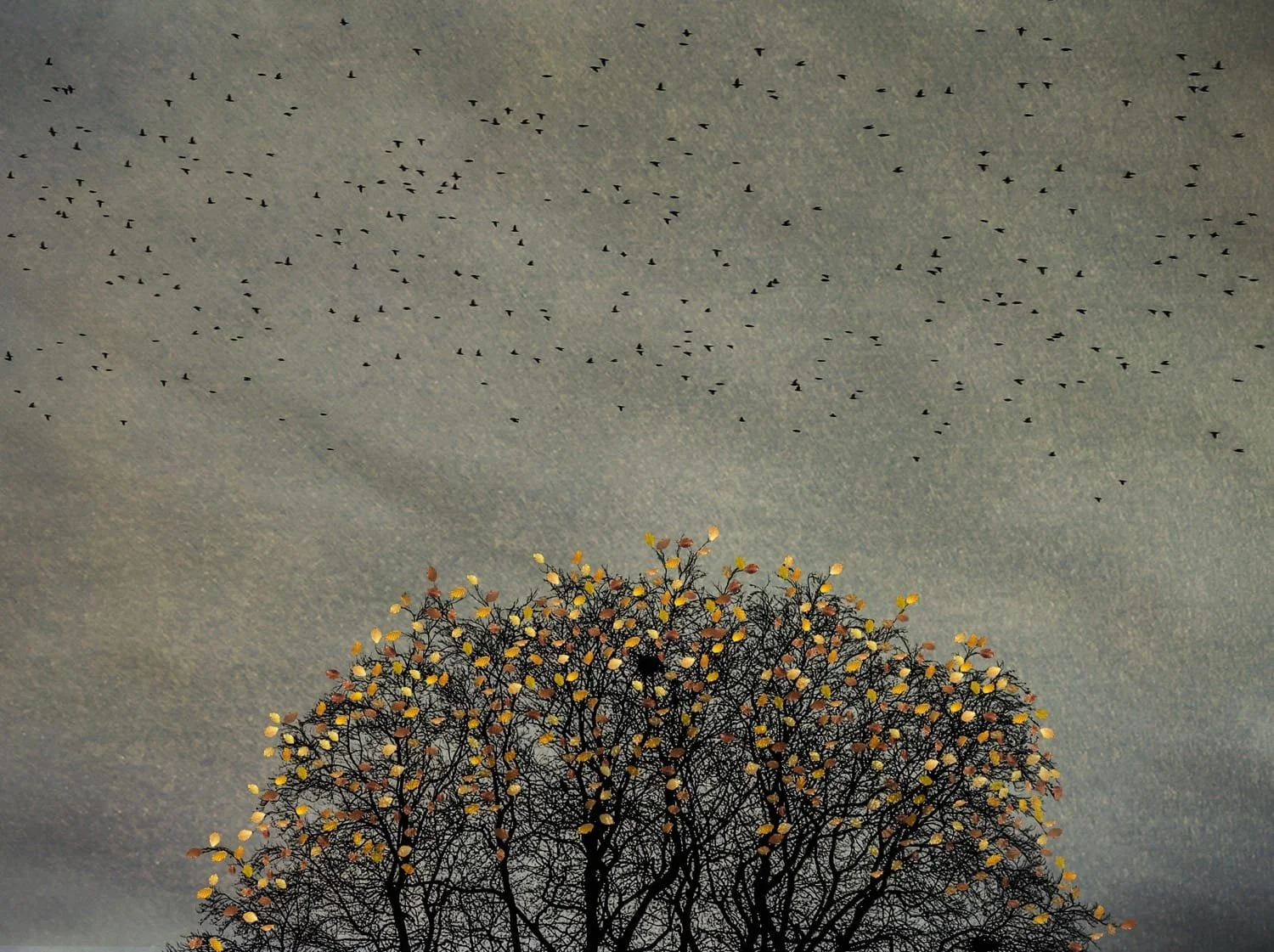 The Last Bird Song #5