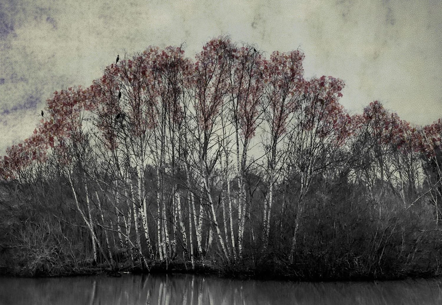 The Last Bird Song #10