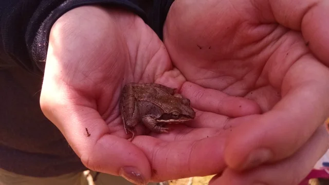 Wood frog.jpeg