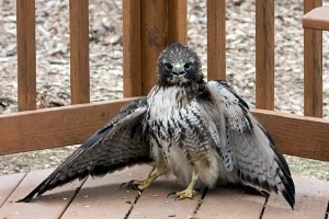 hawk.jpg