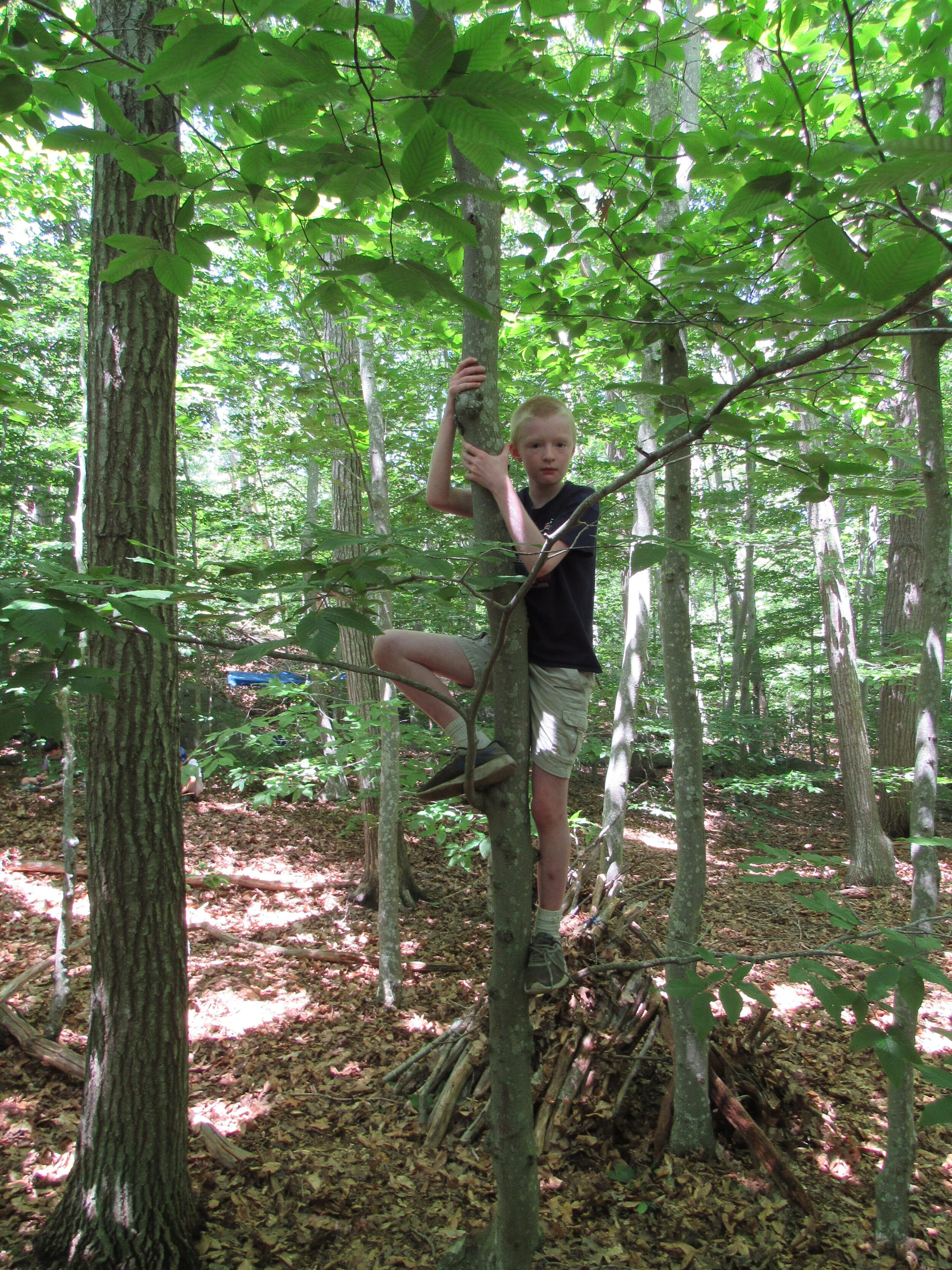 Boy in tree.JPG