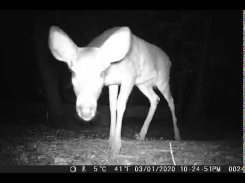 Den Cam 1 - March 1, 2020 9:25pm