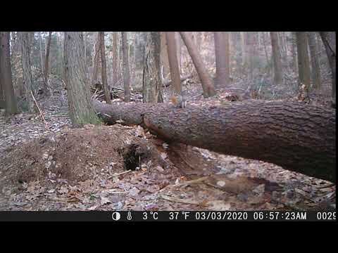 Den Cam 2 - March 3, 2020