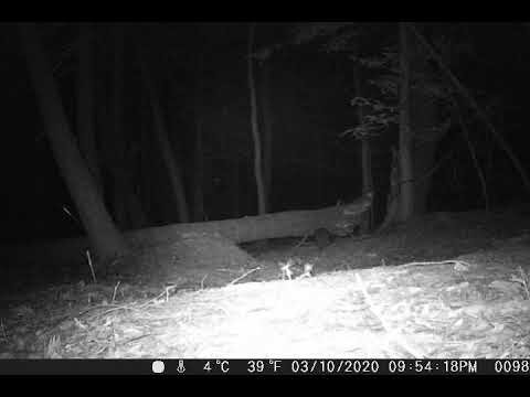 Den Cam 1 - March 10, 2020