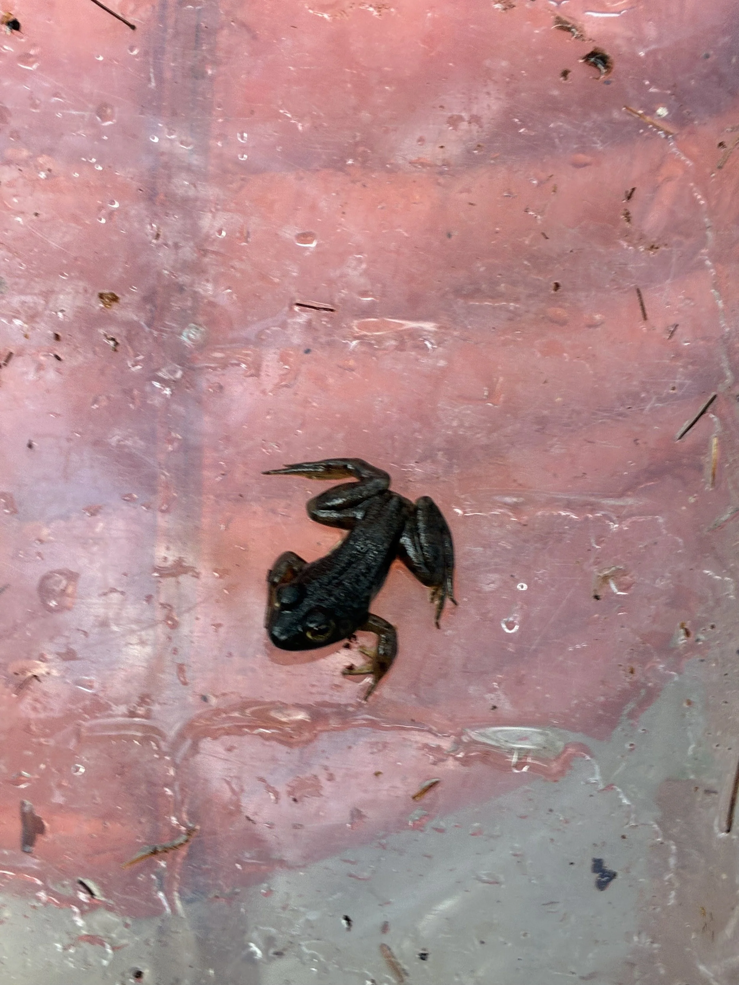Juvenile green frog found in large pond