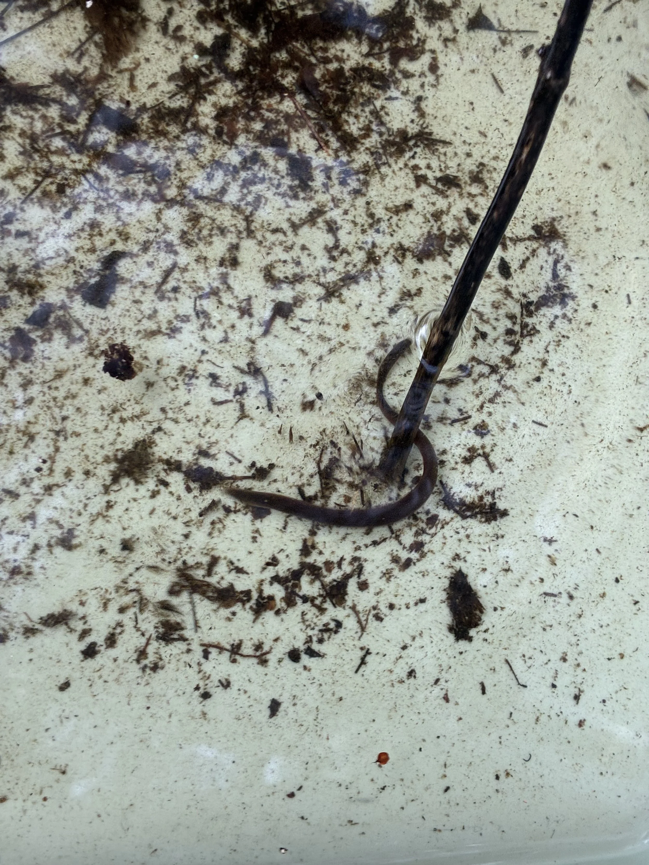 Leech found in the pond