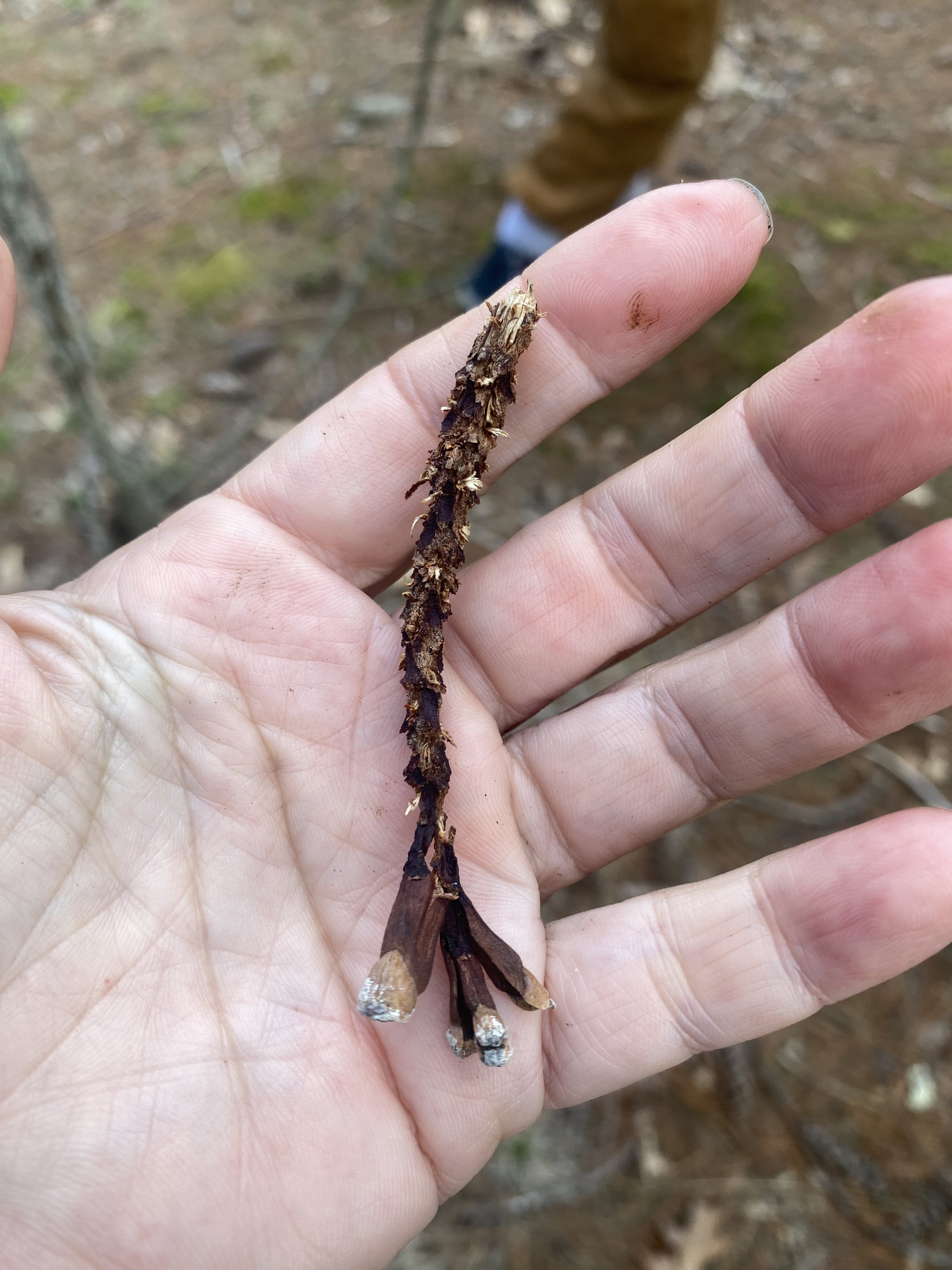 Pine cone stripped by red squirrel