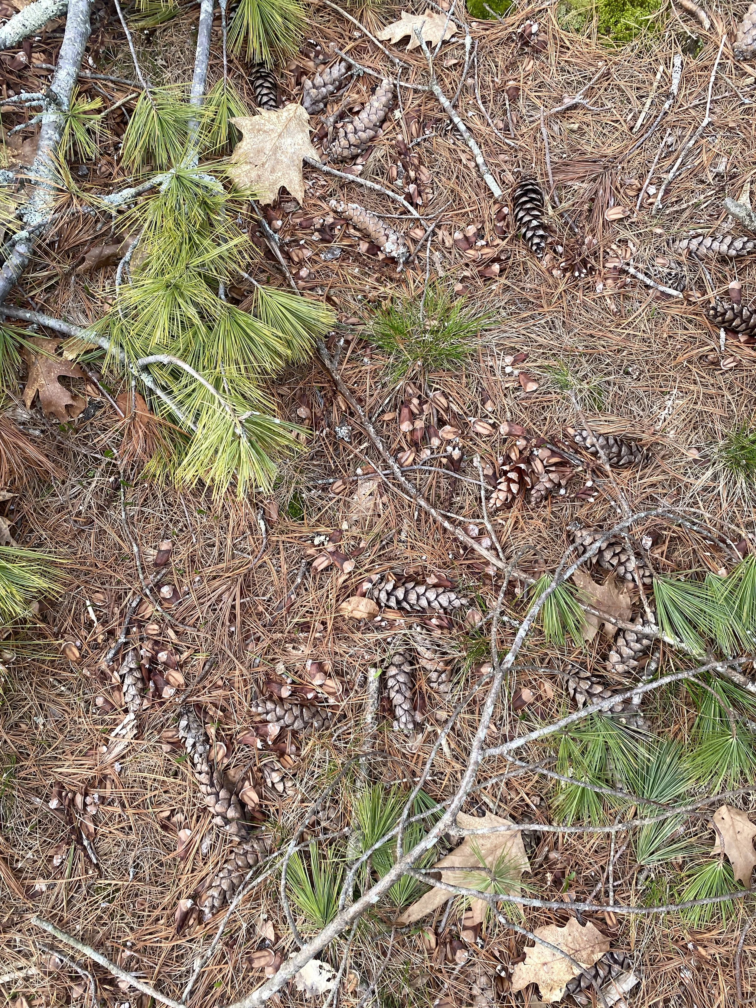red squirrel pine midden