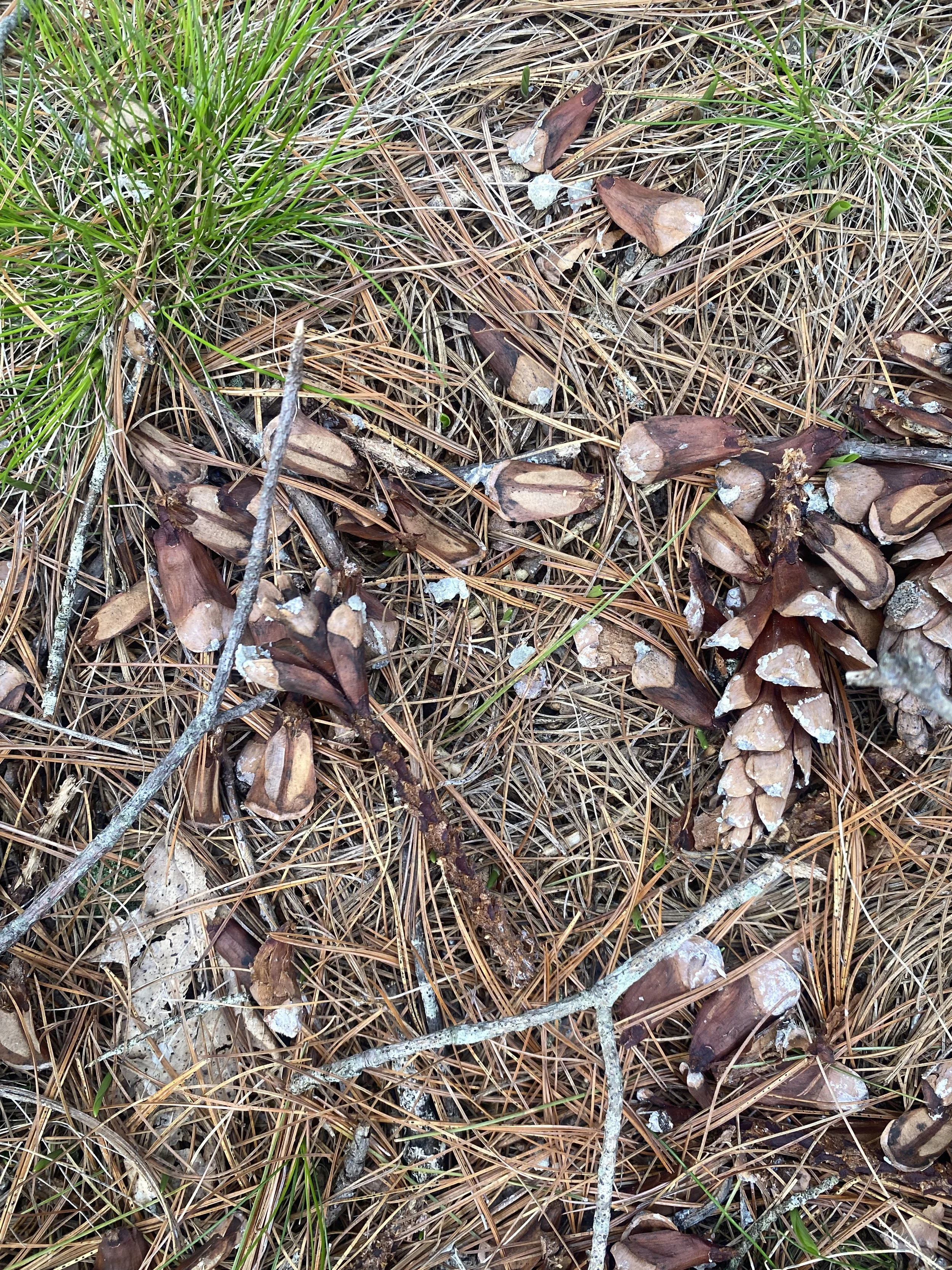Red squirrel pine midden