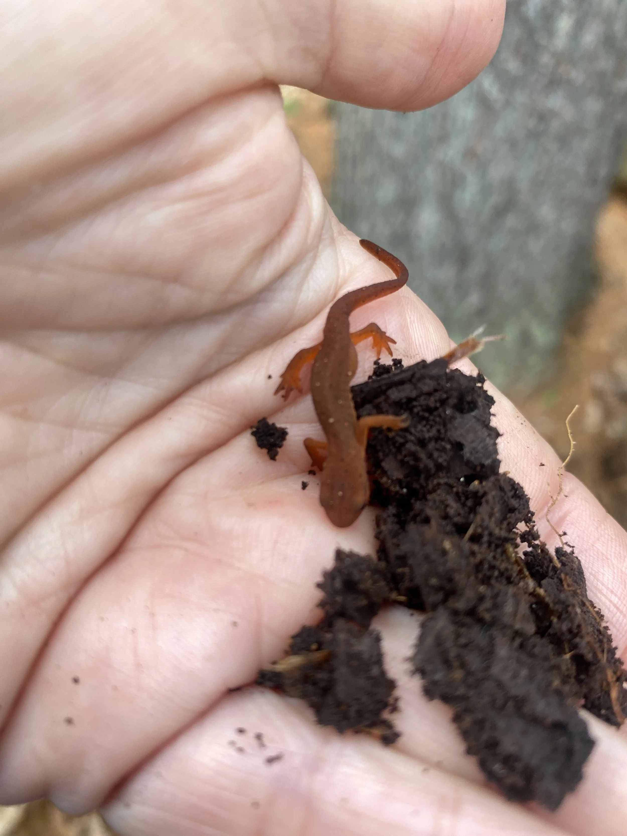 Eastern newt found in large pond