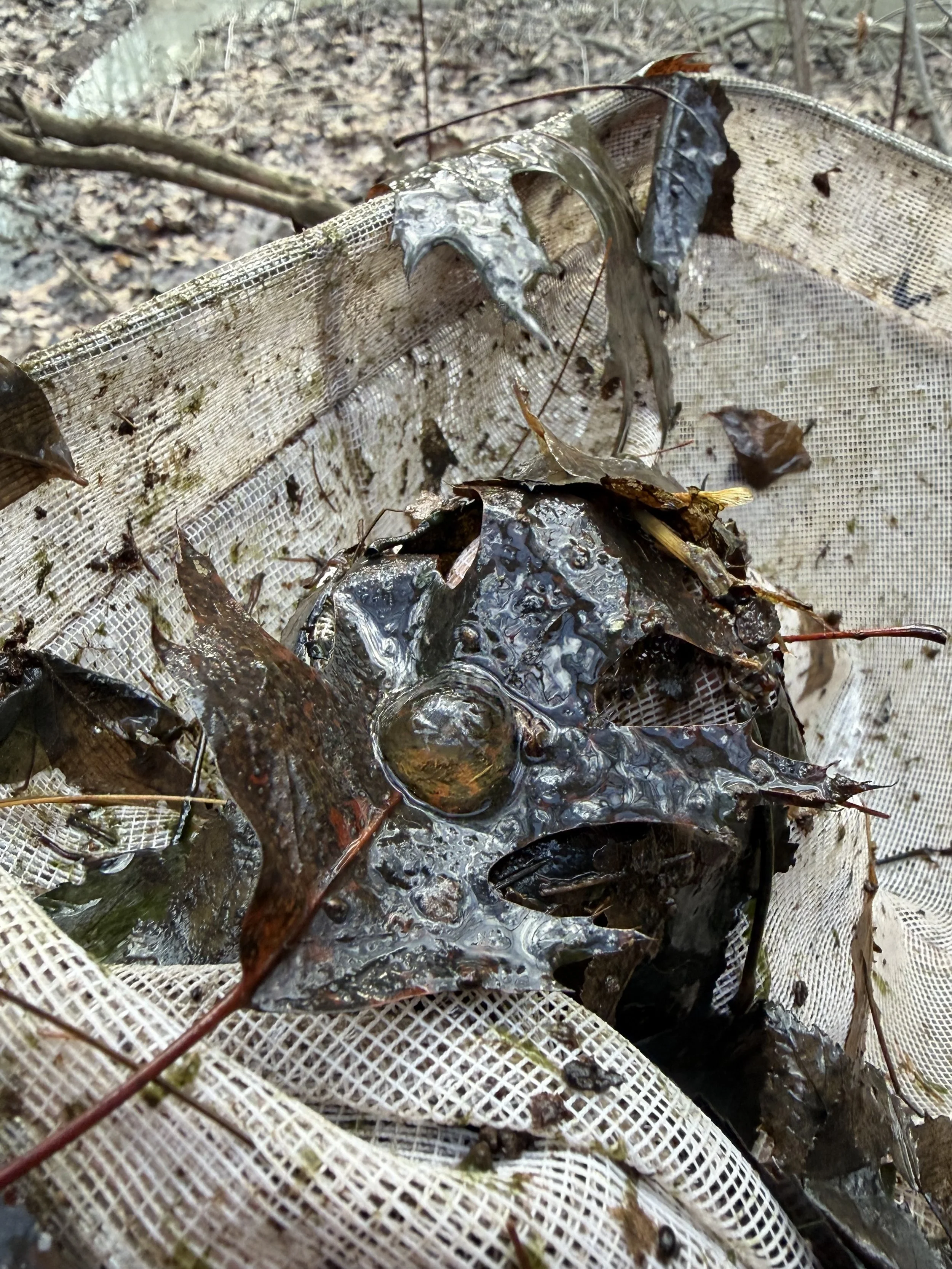 invertebrate egg mass found in large pond