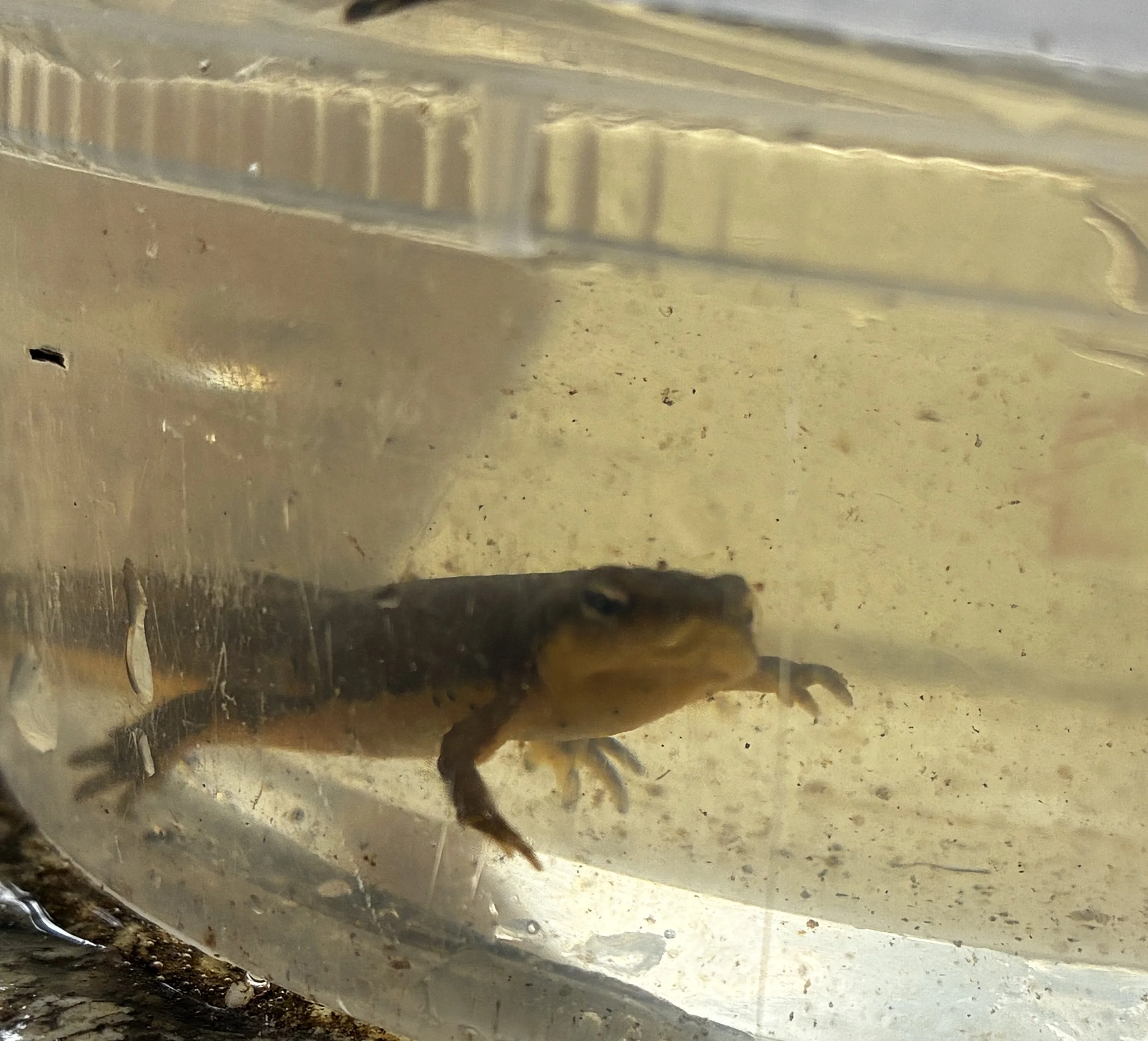 red-spotted newt as seen from the side