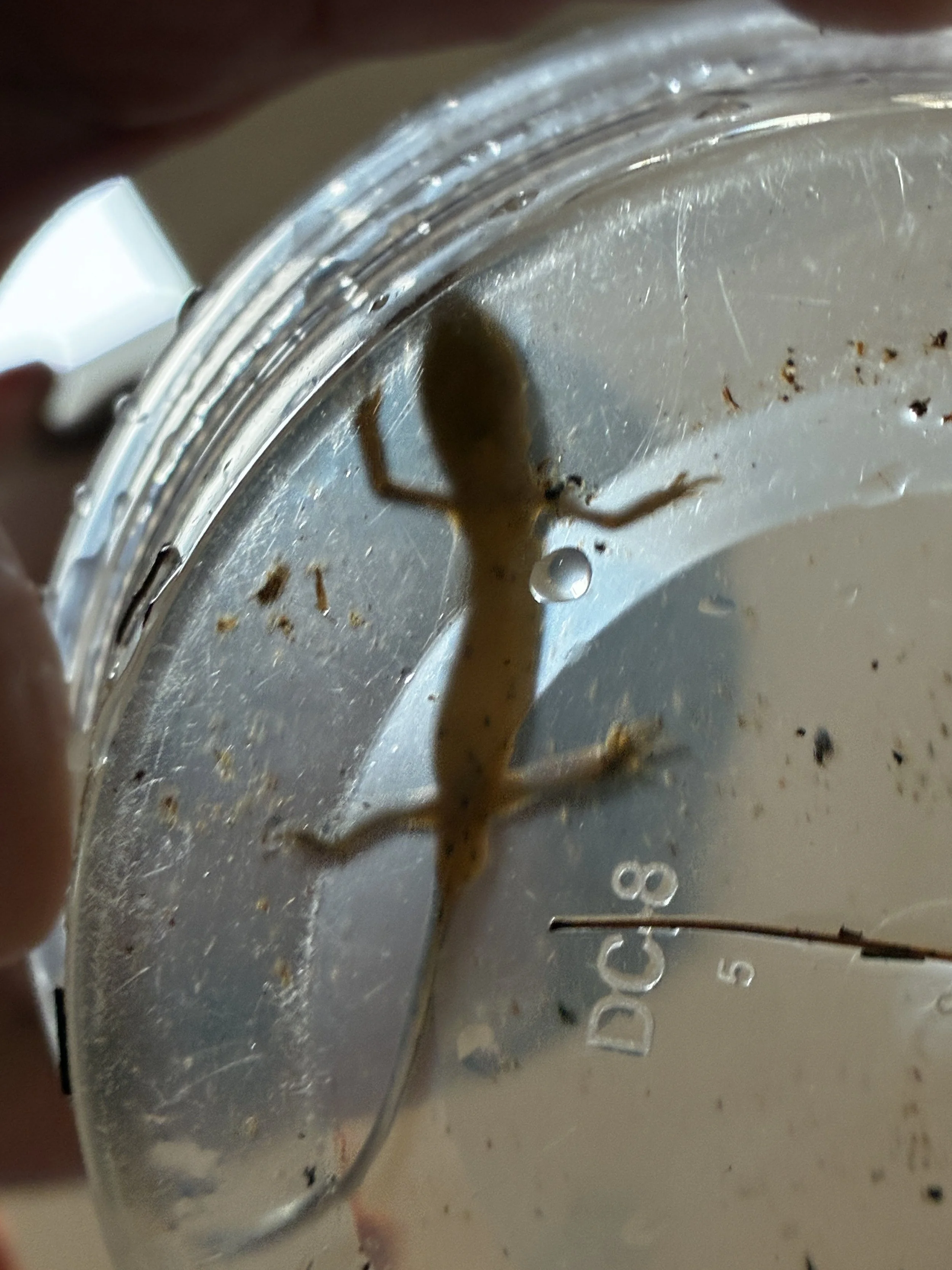 same newt, as seen from below