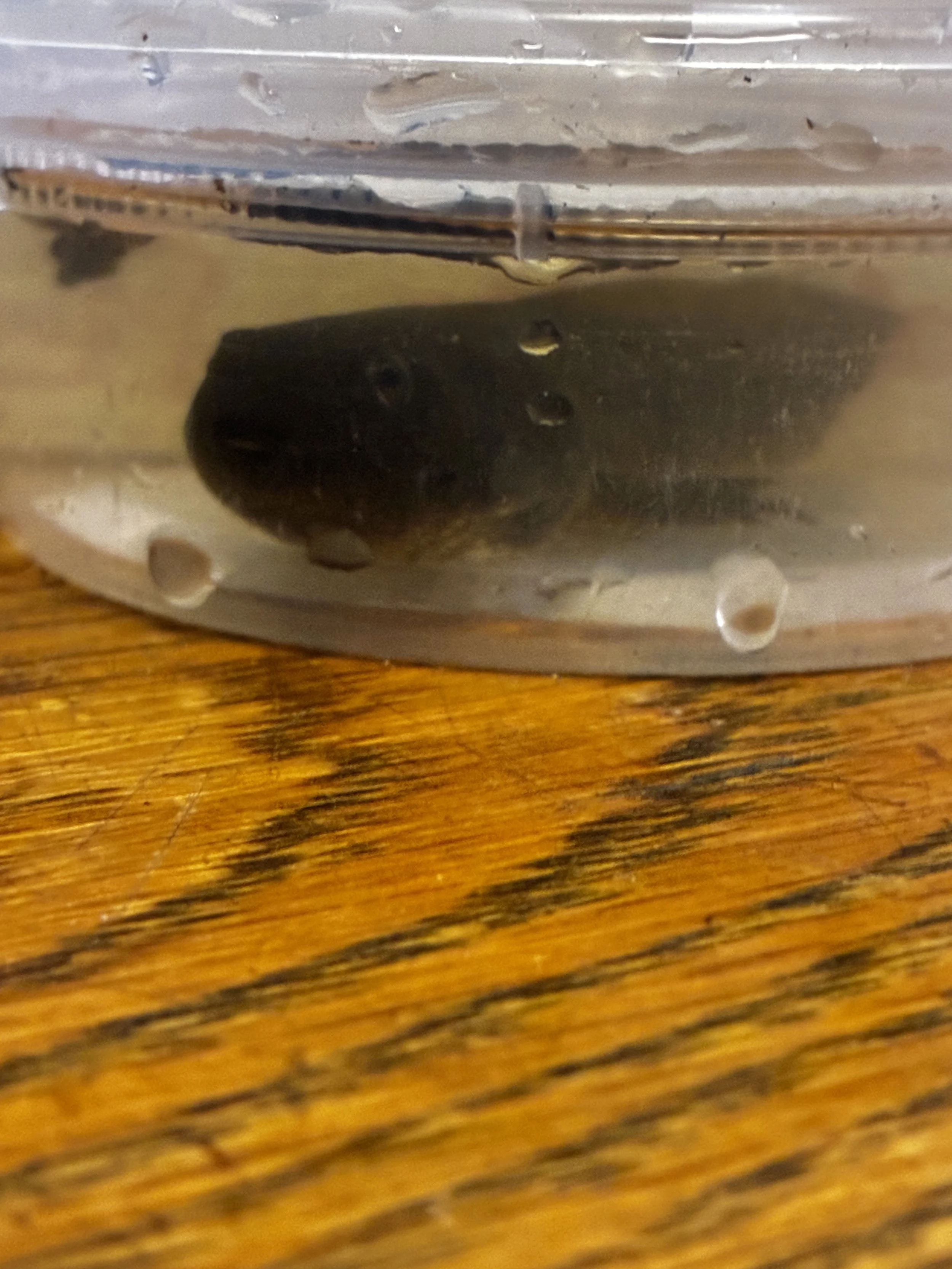 almost fully grown tadpole as seen from the side