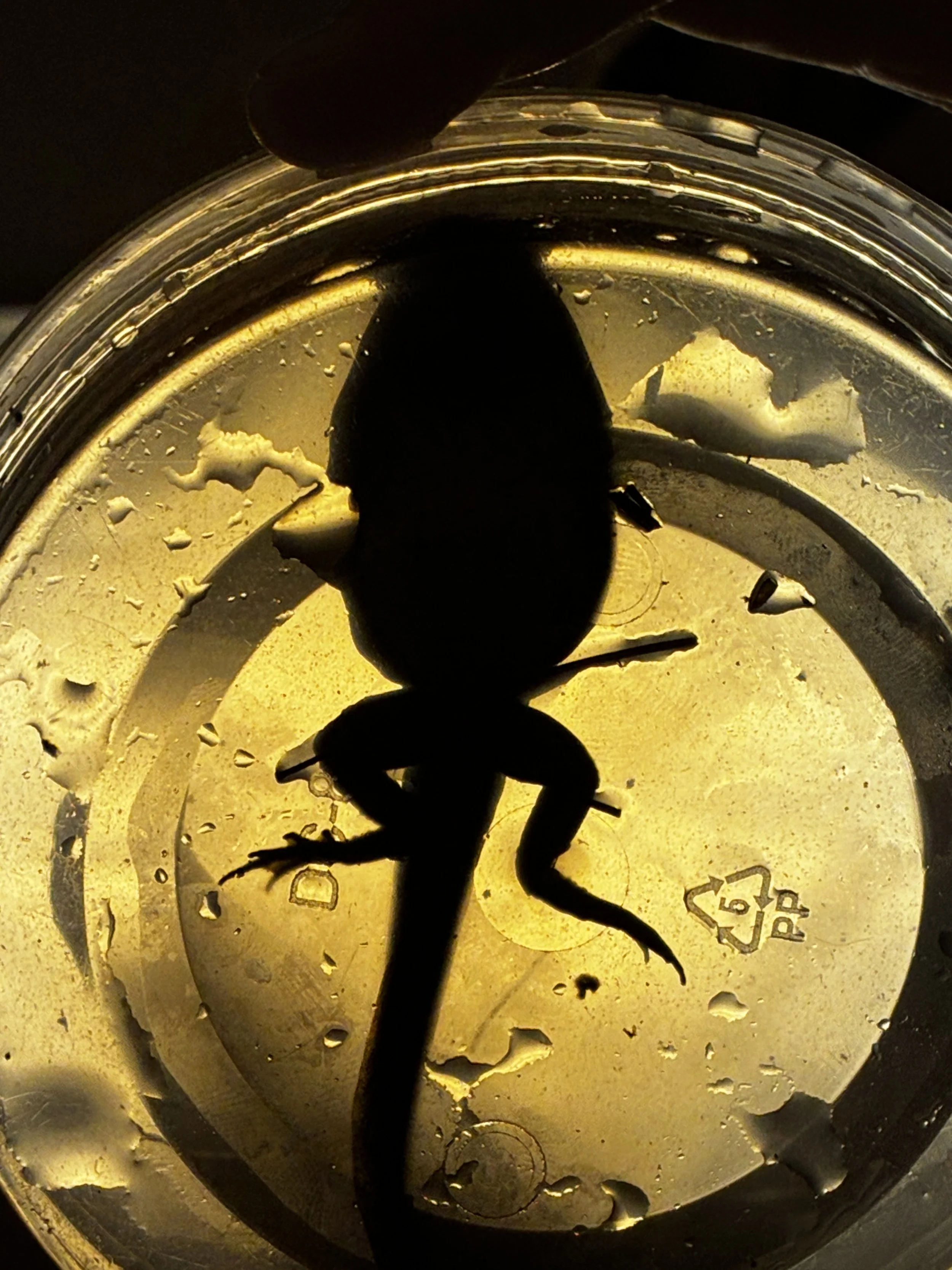 same tadpole, as seen from below