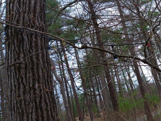 White pine
