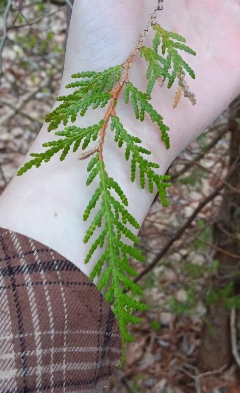 Northern white cedar