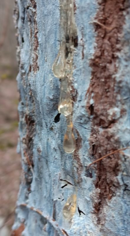 tree sap