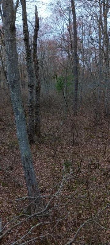 assorted foliage
