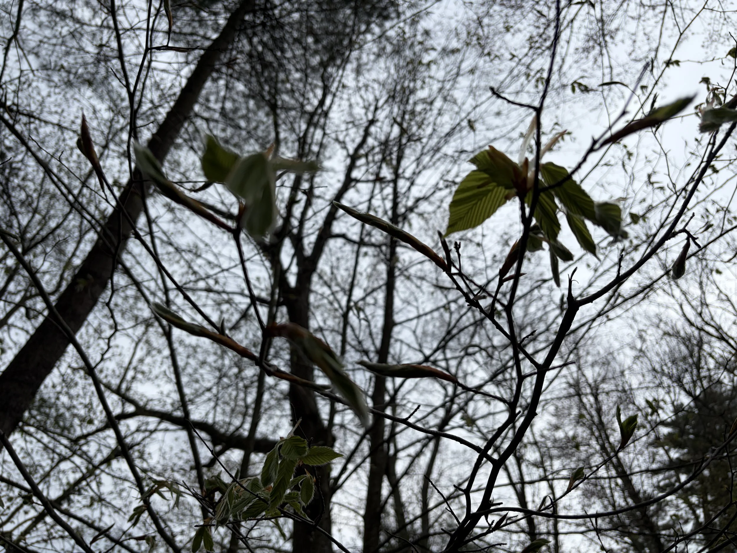 IMG_1412.jpeg