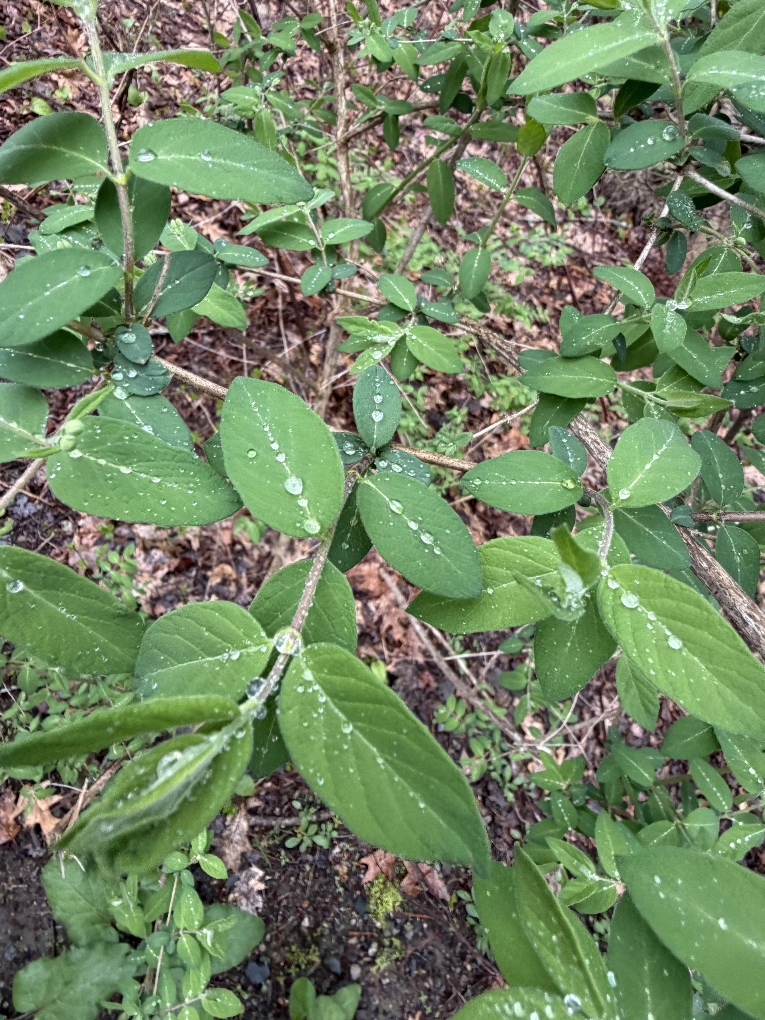 IMG_1421.jpeg