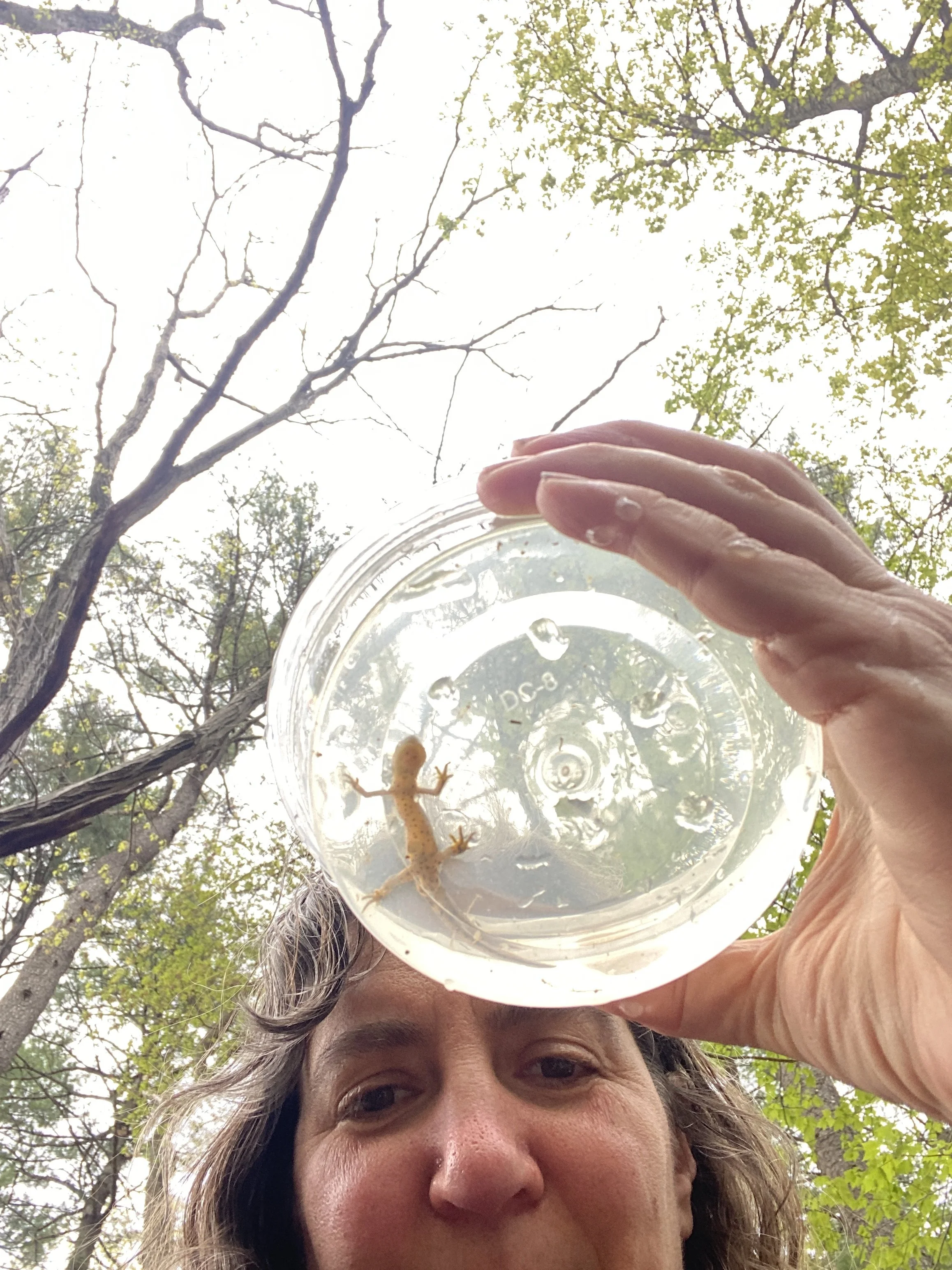 Red spotted newt