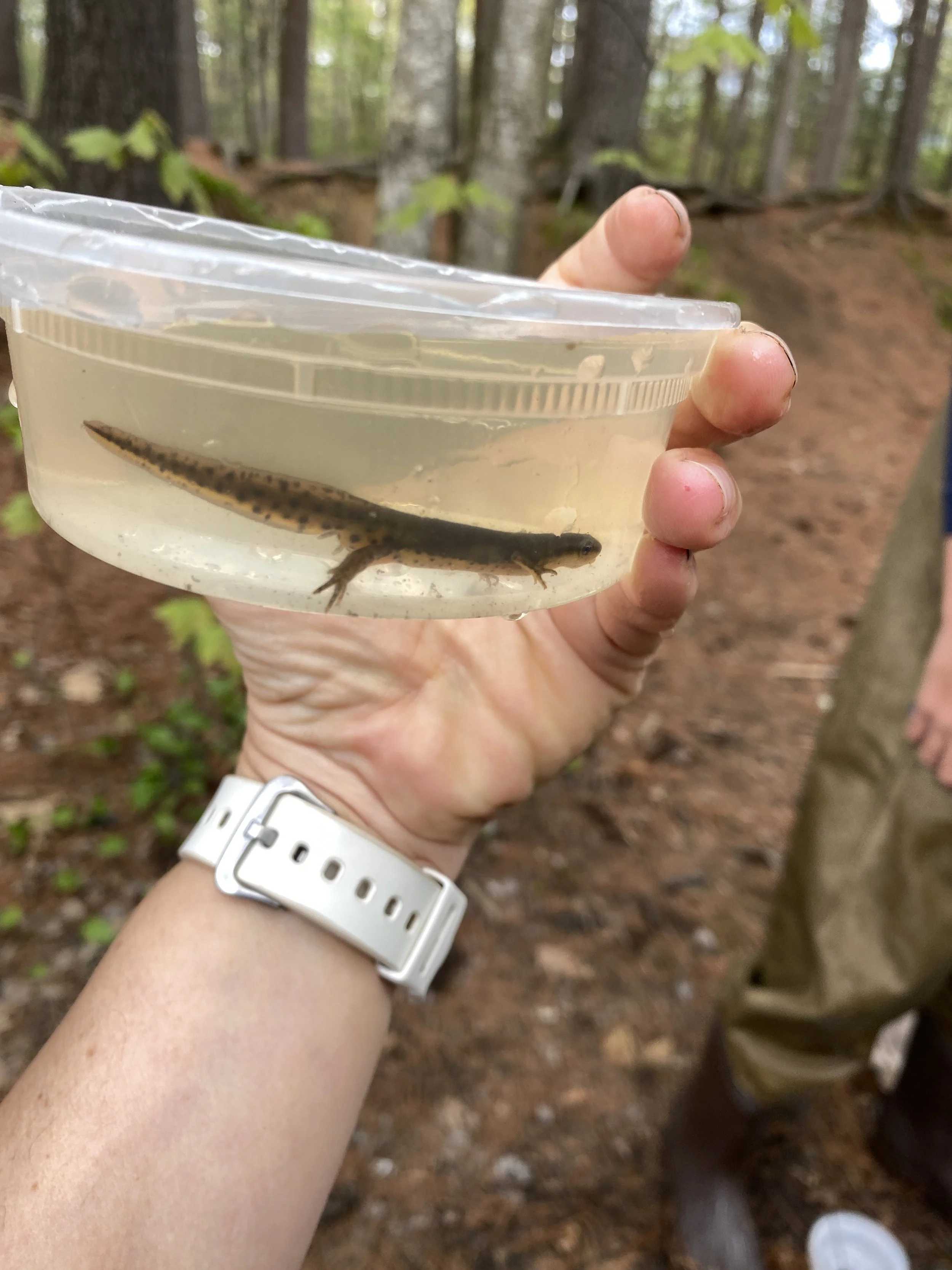 Red spotted newt