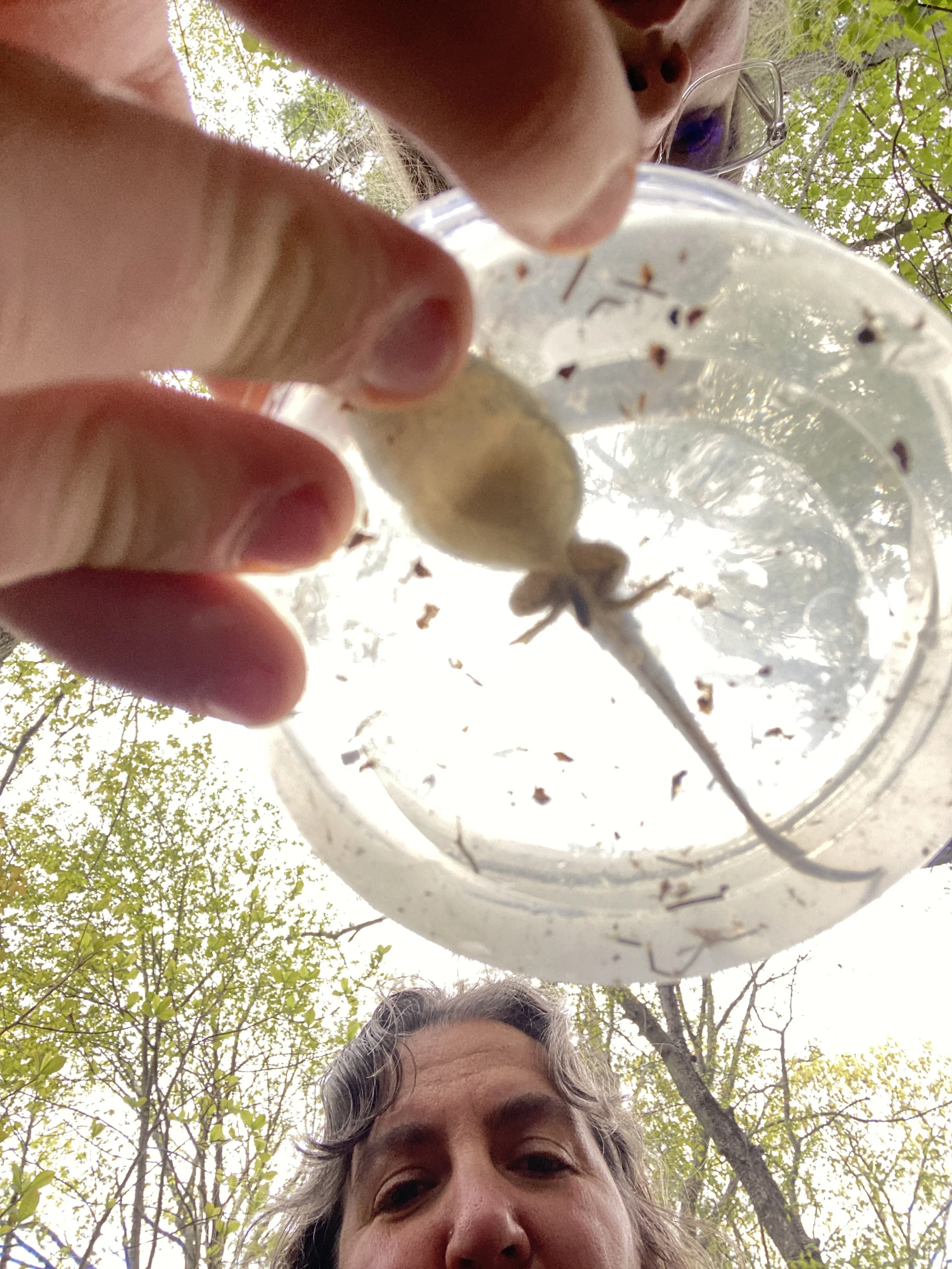 Almost mature bullfrog tadpole