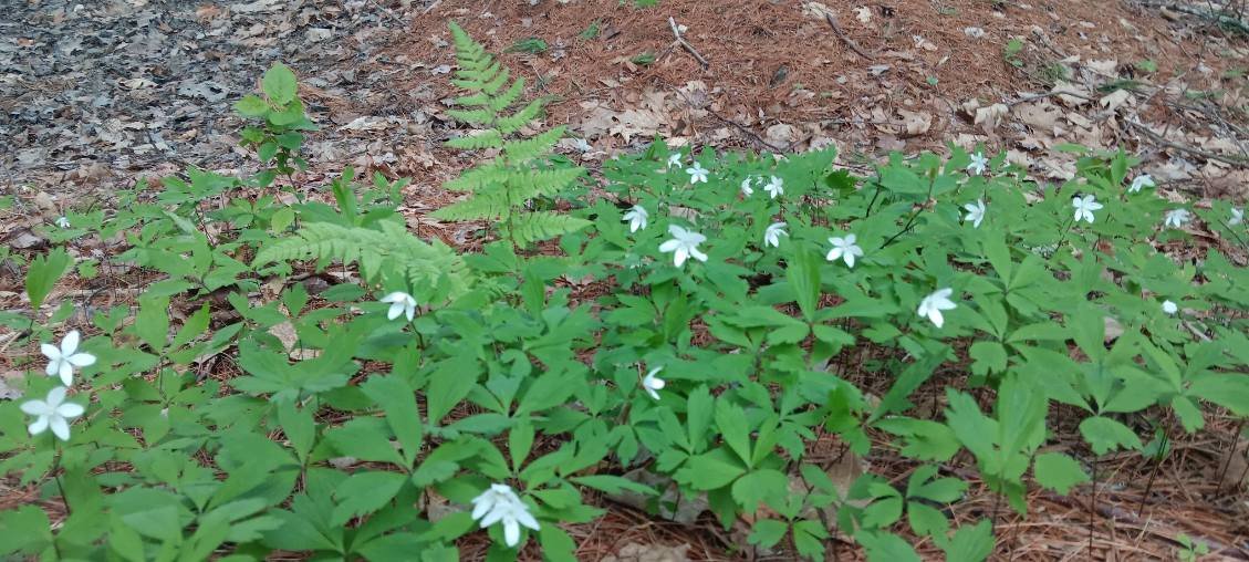 Wood anemone